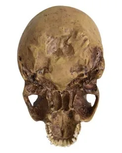 Antiker Totenschädel Ohne Unterkiefer 19cm -Halloween Tischdekoration Verkäufe antiker totenkopf ohne unterkiefer antiker totenschaedel ohne unterkiefer gothic deko 53262 04