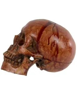 Blutiger Skull Mit Beweglichem Kiefer -Halloween Tischdekoration Verkäufe blutiger totenkopf mit beweglichem kiefer halloween skelett dekoration totenschaedel blutig 28818 2