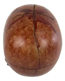 Blutiger Skull Mit Beweglichem Kiefer -Halloween Tischdekoration Verkäufe blutiger totenkopf mit beweglichem kiefer halloween skelett dekoration totenschaedel blutig 28818 3