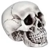 Beiger, Realistischer Totenkopf 2 Beiger, Realistischer Totenkopf -Halloween Tischdekoration Verkäufe halloween totenschaedel halloween totenkopf halloween deko realistic skull 21539 01
