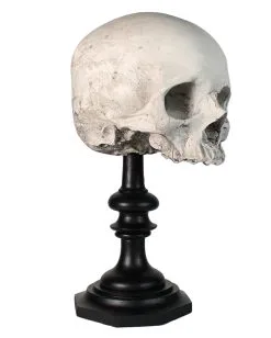 J. DOE Totenschädel Auf Sockel 20cm 10 J. DOE Totenschädel Auf Sockel 20cm -Halloween Tischdekoration Verkäufe j doe totenkopf auf sockel j doe totenschaedel auf sockel j doe skull plinth gothic homware 54857 01