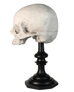 J. DOE Totenschädel Auf Sockel 20cm 9 J. DOE Totenschädel Auf Sockel 20cm -Halloween Tischdekoration Verkäufe j doe totenkopf auf sockel j doe totenschaedel auf sockel j doe skull plinth gothic homware 54857 02