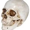 Realistischer Kunststein Totenkopf -Halloween Tischdekoration Verkäufe realistischer kunststein totenschaedel halloween totenkopf realistic resin skull 38410