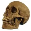 Realistischer Totenschädel Polyresin -Halloween Tischdekoration Verkäufe realistischer totenkopf realistischer totenschaedel realistic skull halloween dekoration 17599