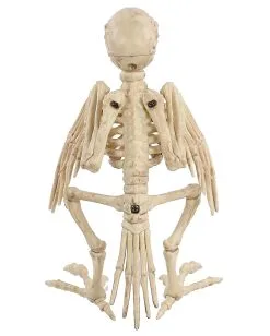Papagei Skelett 19cm -Halloween Tischdekoration Verkäufe skelett papagei skeleton parrot halloween dekoration 52638 04